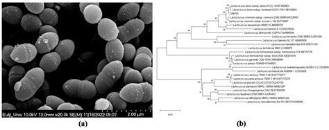 lactococcus lactis biochemical test results|Characterization of Lactococcus lactis subsp. lactis Isolated from .